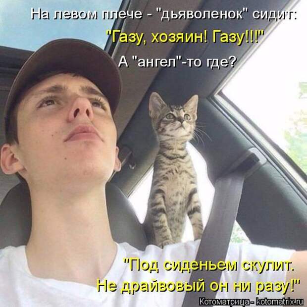 Лучшие котоматрицы недели (50 фото)