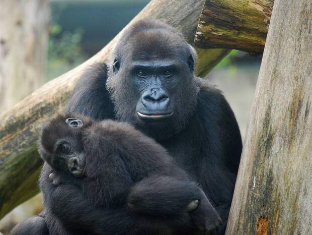 Умер самый старый самец гориллы в мире