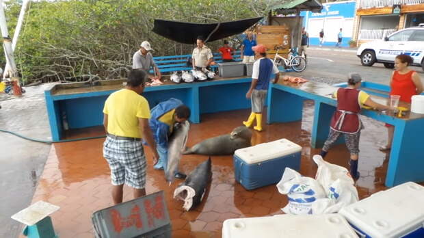 Видео: Пернатые, хвостатые и усатые попрошайки на рыбном рынке Галапагосских островов