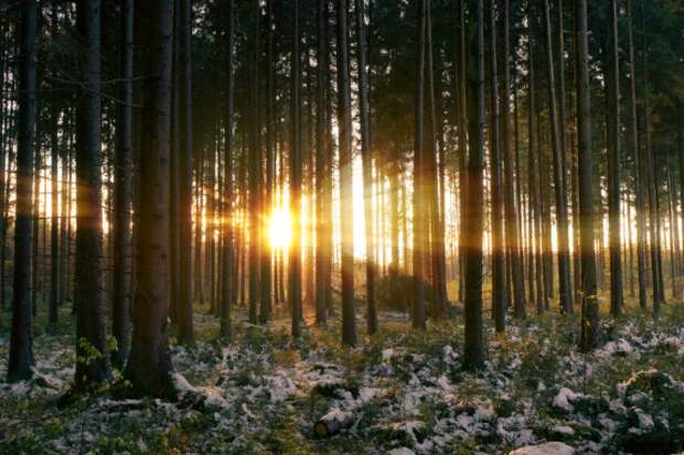 Россия не выполнит требование Европы и не отменит запрет на вывоз необработанного леса