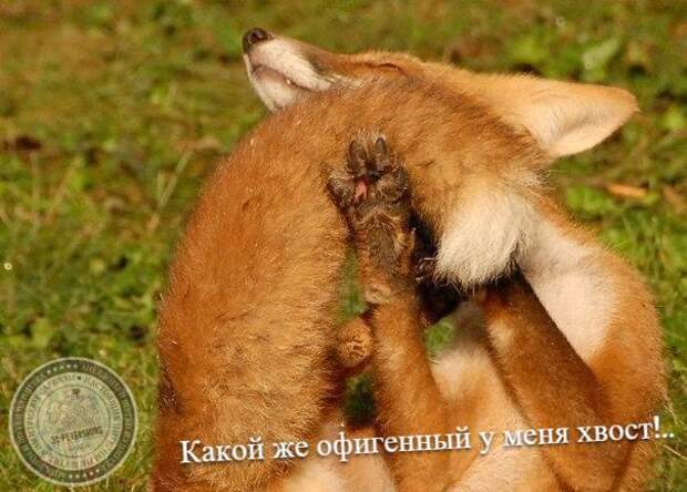 Какой же офигенный у меня хвост!..