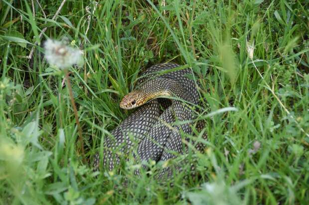 В Крыму обитает только одна ядовитая змея: как спастись от её укуса