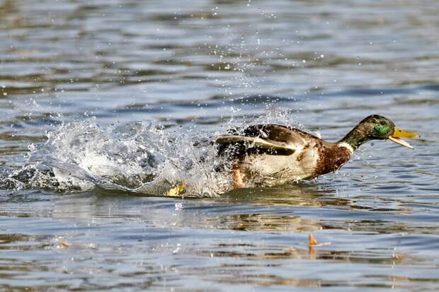 В Марий Эл дали старт сезону весенней охоты на водоплавающую дичь