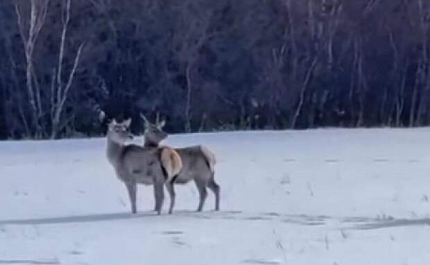 Пополнение в Каркаралинском нацпарке: маралов выпустили на волю