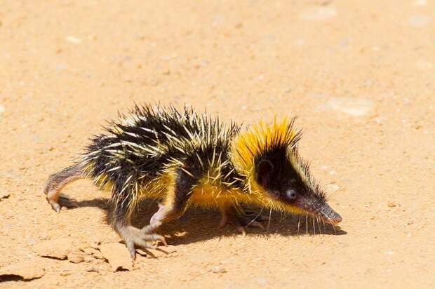 Этот маленький зверек очень напоминает полосатого ежа, который где-то растерял половину своих колючек. /Фото: animalreader.ru