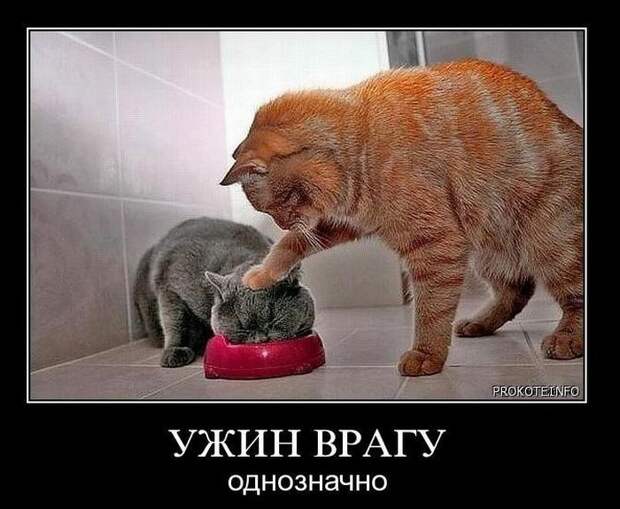 Подборка забавных и смешных демотиваторов со смыслом (11 фото)