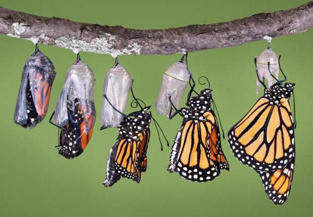 Бабочка данаида монарх: описание, характер и среда обитания