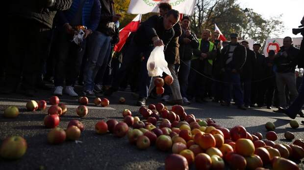 FT: Поляки в ужасе от рекордного урожая яблок – столько «против Путина» не съесть