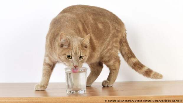 Что общего между котом и похмельем? Что общего между котом и похмельем?