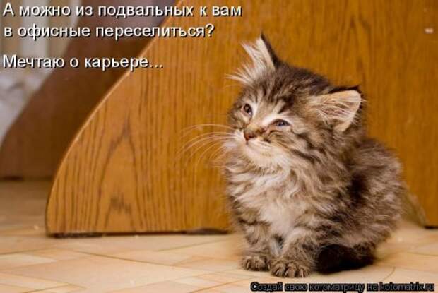 Новая котоматрица на Бугаге (44 фото)
