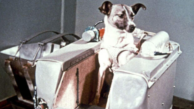 Первая собака-космонавт Лайка