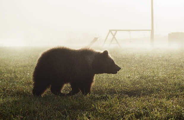 В посёлке рядом с Екатеринбургом снова видели медведя