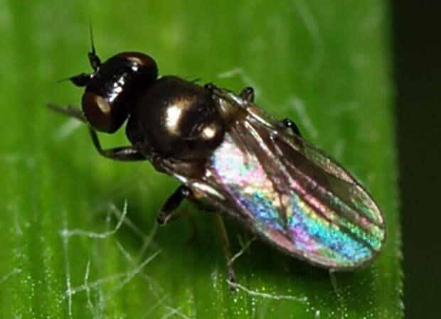 Шведская муха на кукурузном листе