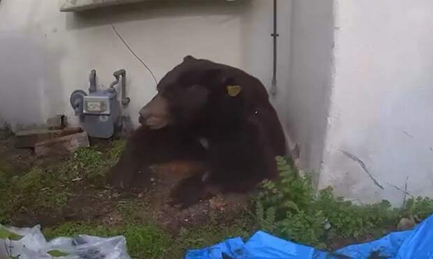 В Калифорнии медведя выселили из дома мужчины только спустя 37 дней