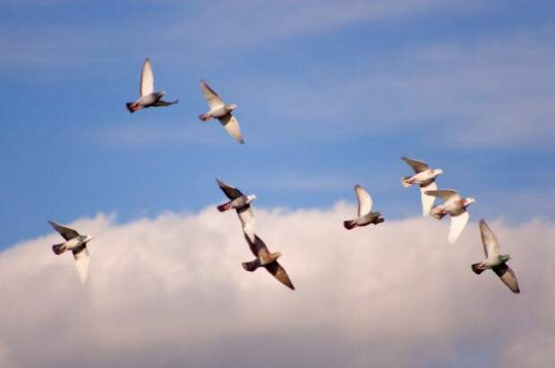 Почтовые голуби в небе