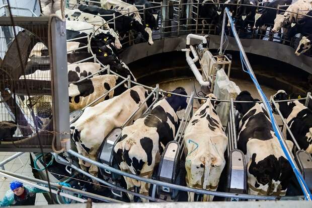 Андрей Травников: 126 семей новосибирцев получили за скот более 45 млн рублей