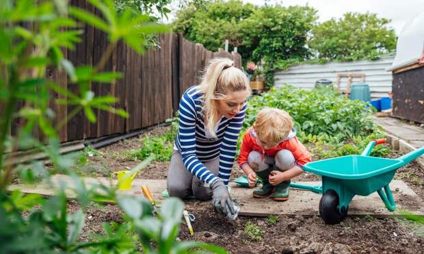 Дрожжи с сахаром, зола и еще 4 идеальные подкормки для чеснока в апреле