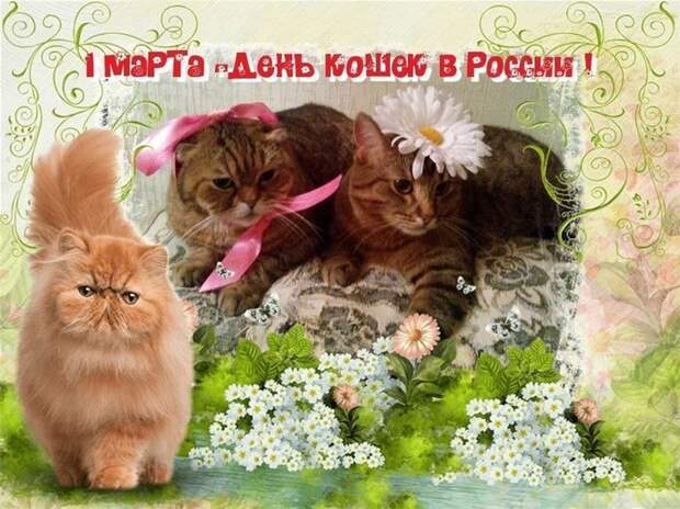 1 марта День кошек - интересные факты и история праздника