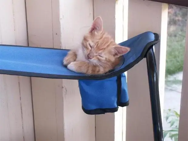 Кошка заснёт где угодно даже без удобной лежанки – и вот вам 25 аргументов в пользу этого