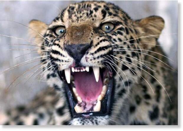 Женщина погибла в результате нападения леопарда в Найнитале, Индия