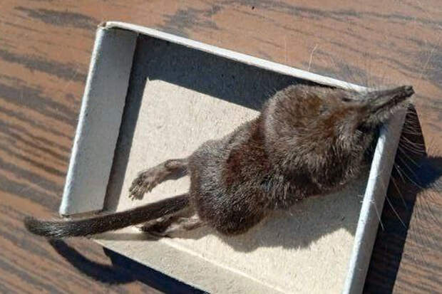 Оголодавшие землеройки вылезли из-под снега и атакуют жителей Новосибирска