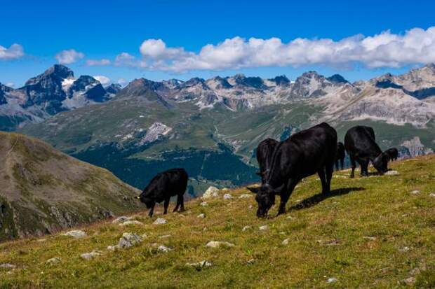 Switzerland Cow Airlift Alps