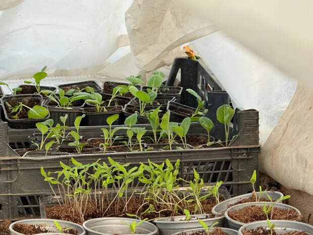 Рассада томатов без пикировки: как посеять в общий ящик и получить мощные коренастые кусты