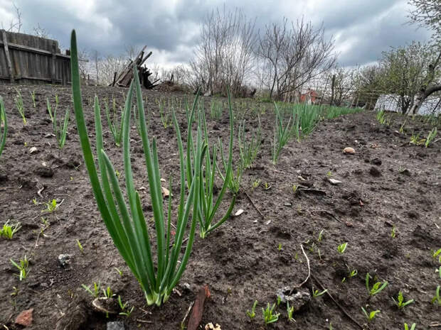 Лью под корень всего один стакан — и соседи не верят глазам: лук прёт с кулак, а перо стоит зелёной стеной