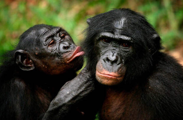 Карликовый шимпанзе животные, ритуал