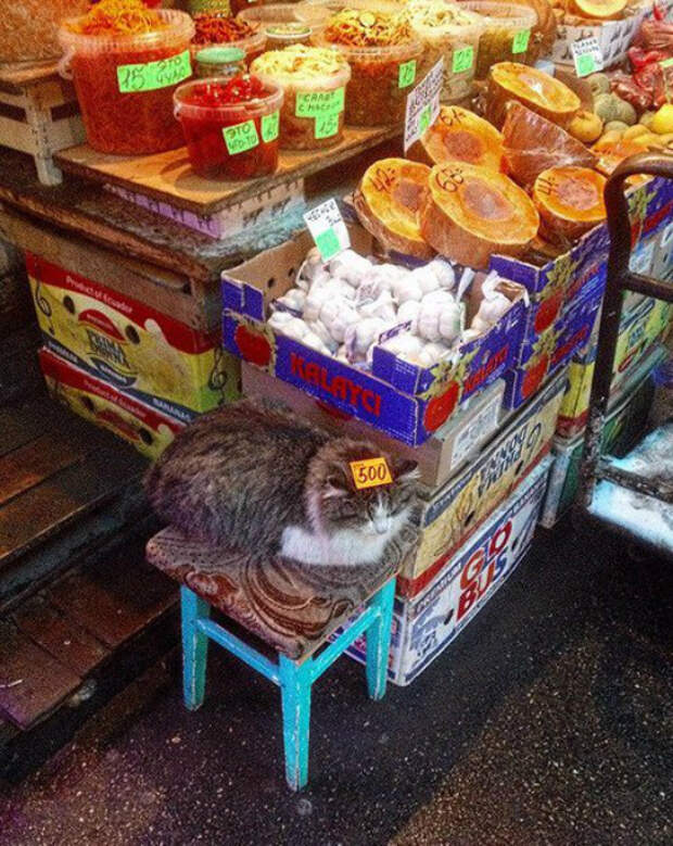 Кот в овощной палатке.