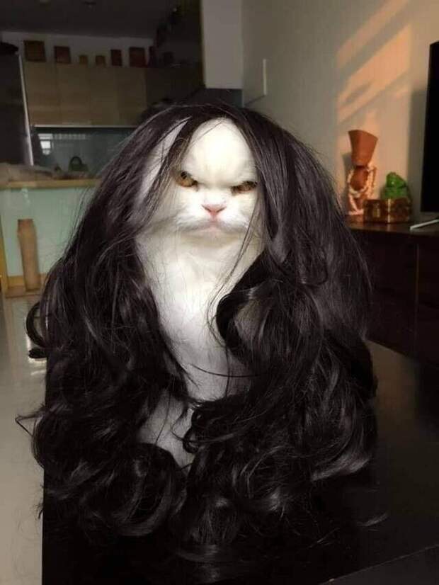 Примерил парик жены на кота. Одно лицо!