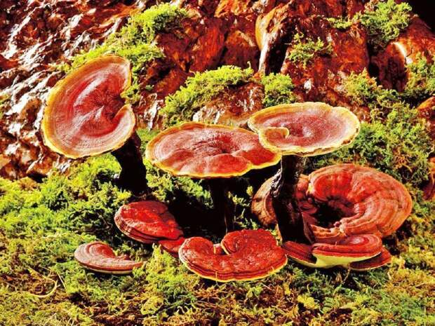 Картинки по запросу "Гриб Рейши-Ганодерма, известный также как гриб линчжи"