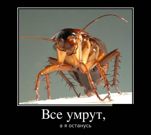 Демотиваторы (30 фото) Демотиваторы (30 фото)