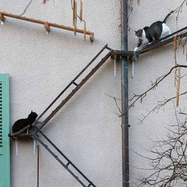 Разнообразие лестниц для кошек в Швейцарии