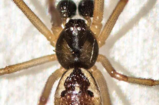 "Развратные" насекомые в Африке: Пауки вида "Коричневая вдова" оказались переносчиками новых бактерий, родственных хламидиозу