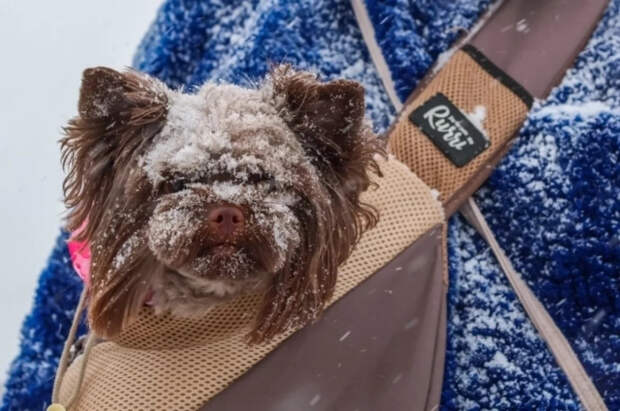 Ветврач Гламаздин заявил, что кошки и собаки стали чаще впадать в депрессию