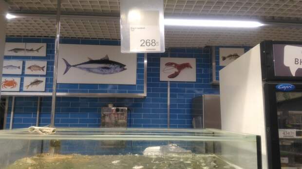 Что нам продают под видом "ЖИВОЙ" рыбы Уфа, Башкортостан, Супермаркет, Рыба, Болезнь, Длиннопост