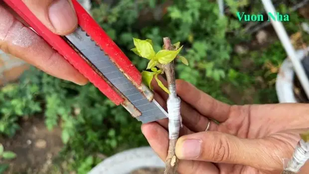 Как вырастить 5 разноцветных цветов на одном кусте. Соседи обзавидуются