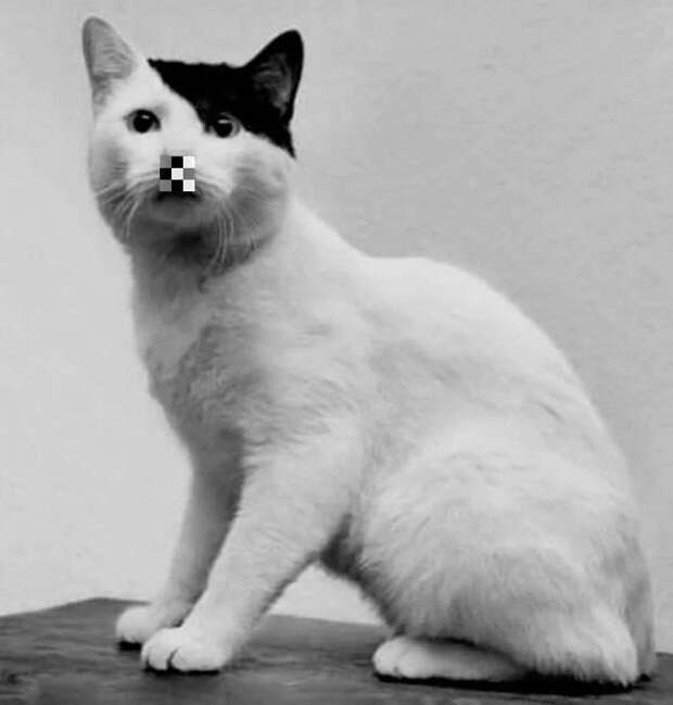 Россиянина оштрафовали за фотографию кота в образе «Котольфа Китлера». Суд признал картинку в Telegram жителя Краснодарского края «н...