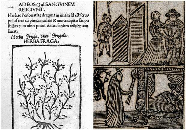 Слева направо: Страница из гербария Апулея Барбаруса, 1483 год. \ Гравюра на дереве, изображающая ведьму и дьявола, 1720 год.