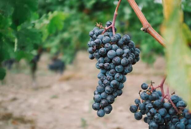 Для внутренних органов полезны похожие на них продукты