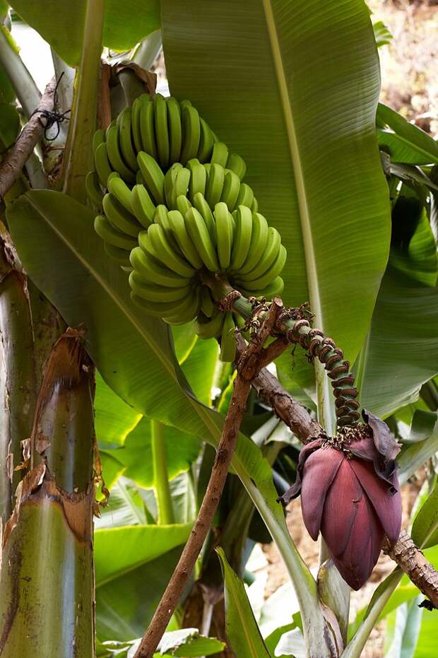 Плоды заостренного банана