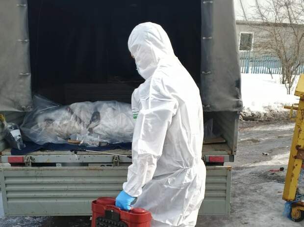 Горветстанция забрала труп свиньи с мусорки в поселке Канищево в Рязани