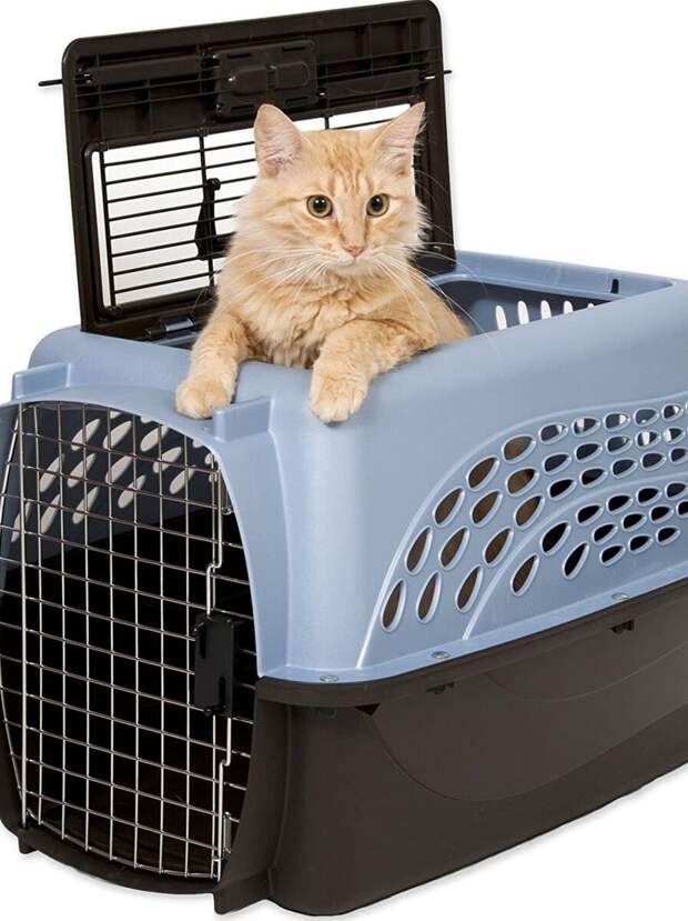 Кошка в специальном контейнере для перевозки. Фото с фотостока.