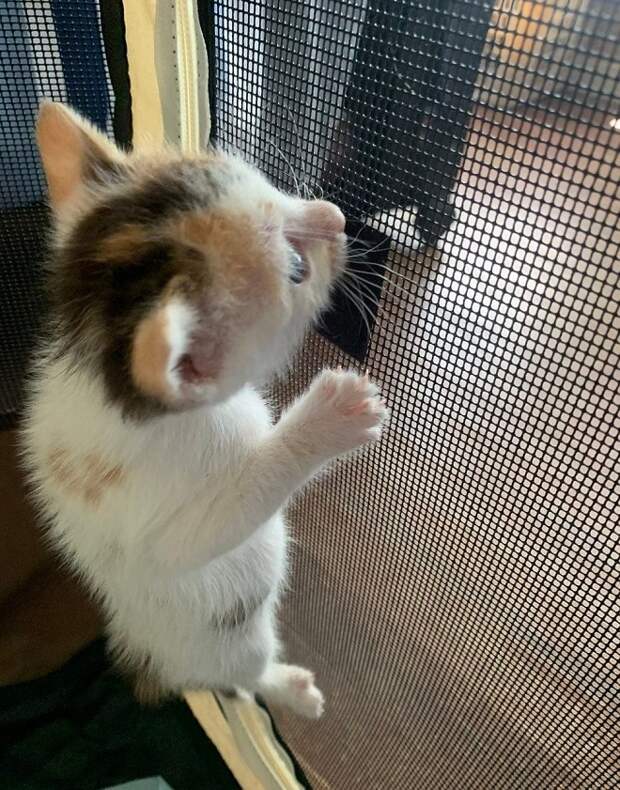 Грустный котенок Котенок лезет по сетке