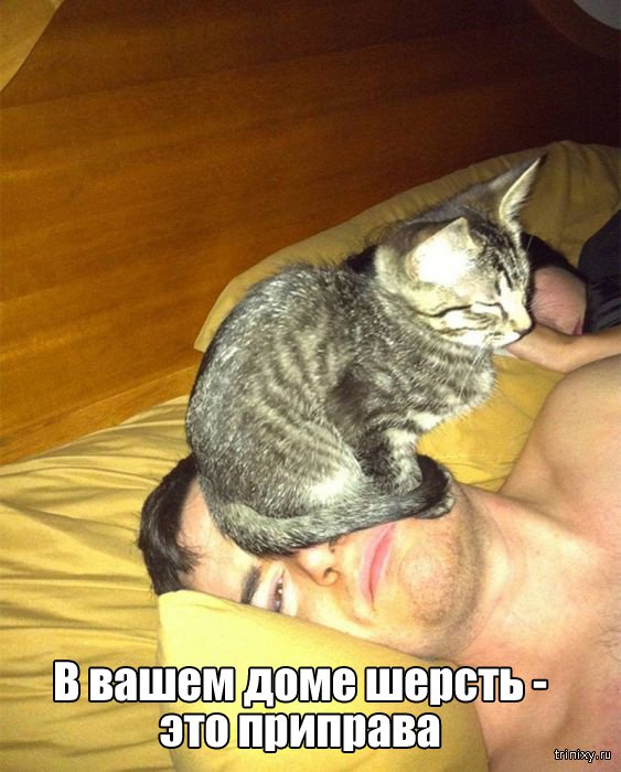 Вещи, которые до боли знакомы всем кошатникам (20 фото)