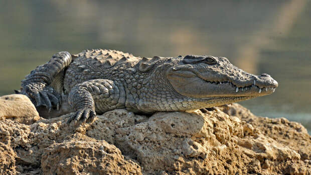 Индия может использовать змей и крокодилов для охраны границы с Бангладеш