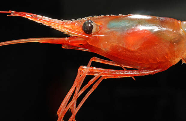 Пистолетная креветка — один из самых громких обитателей океана. /Фото: natur.gl