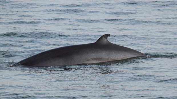Шторм выбросил на берег Евпатории тело мертвого дельфина