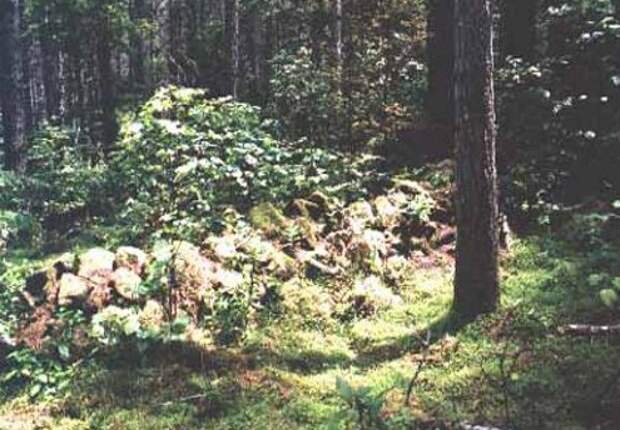 Лес Вайпуа. Фото взято с сайта: https://www.everythingselectric.com/forum/index.php?topic=312.0